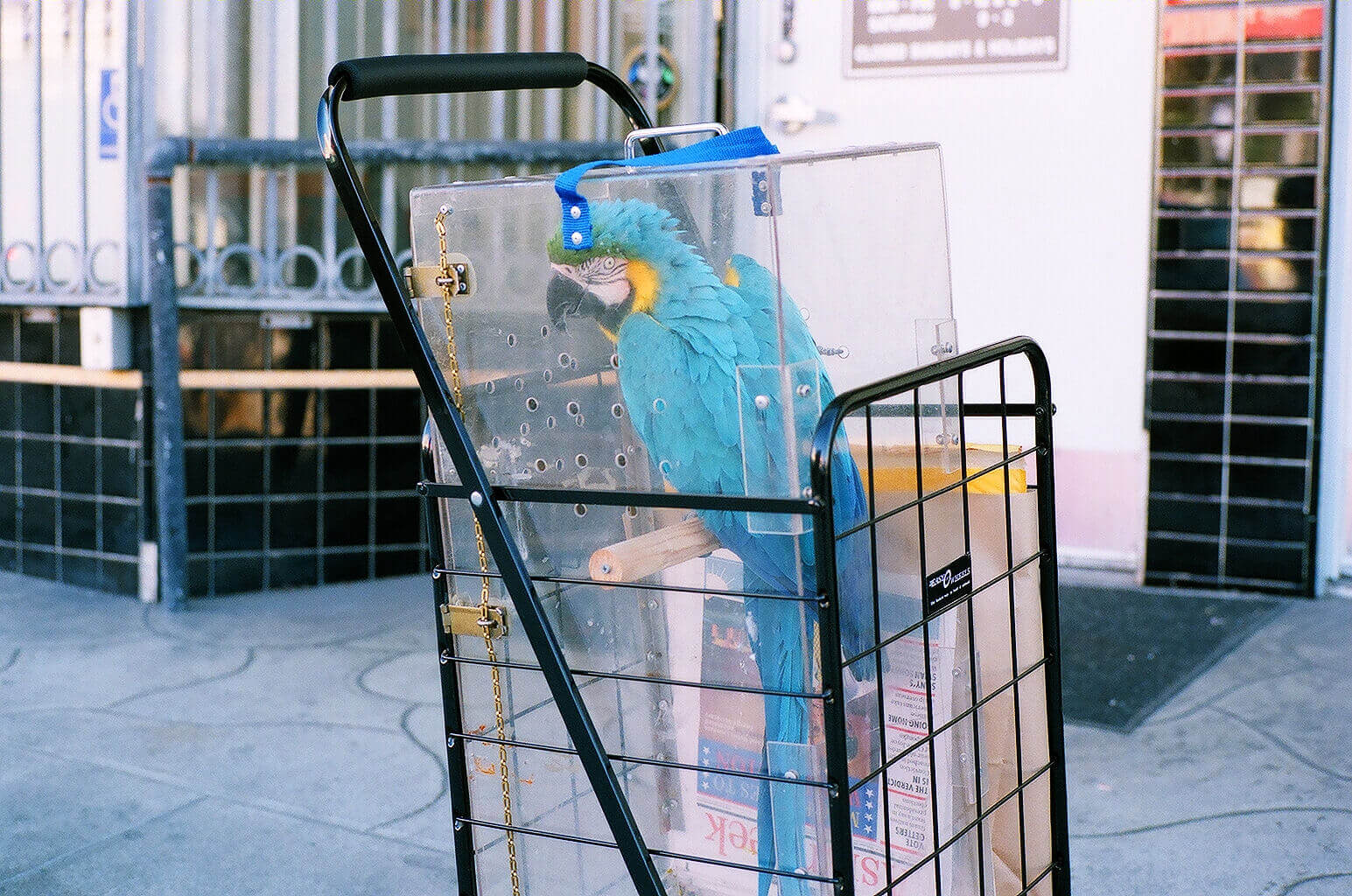 parrot-transportation